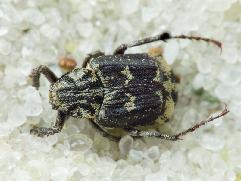 Valgus hemipterus (Linnaeus, 1758)